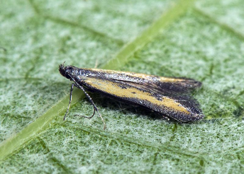 Gelechiidae: Mesophleps trinotella